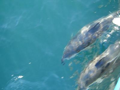 Dusky Dolphins