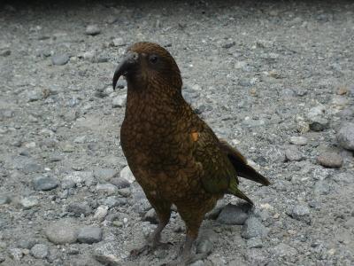 Kea