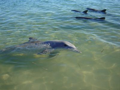 West-Coast-pic077-Monkey-Mia-dolphins