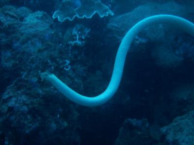 West-Coast-pic140-diving-Ningaloo-Reef-sea-snake