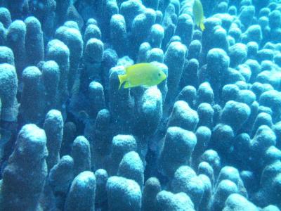 West-Coast-pic144-diving-Ningaloo-Reef