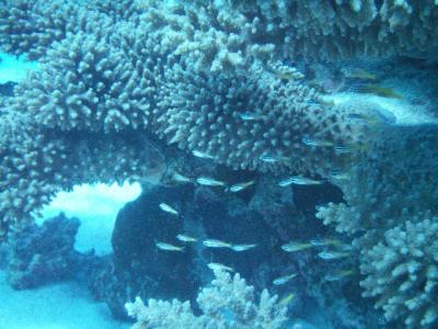 West-Coast-pic167-diving-Ningaloo-Reef