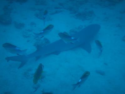 West-Coast-pic180-diving-Ningaloo-Reef-reef-shark