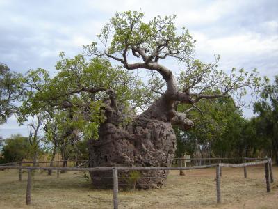 West-Coast-pic373-Prison-Boab-Tree