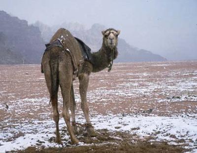 snow-camels-2