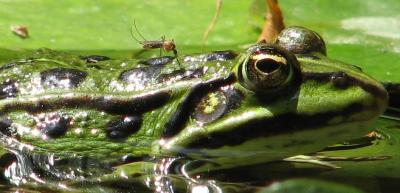 schnakesaugtfrosch