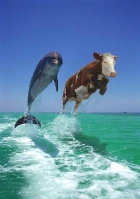 delfin