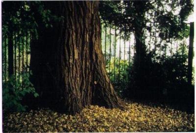 baum2