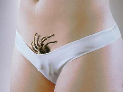 spinne