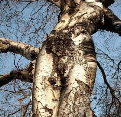 tree
