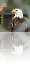 Adler, CAN-Zoo Sakatoon, 2005