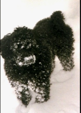 pudel-im-schnee
