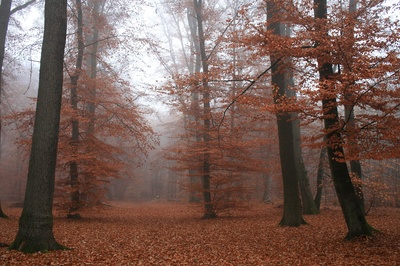 Nebel im Buchenwald