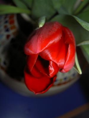 Tulpe