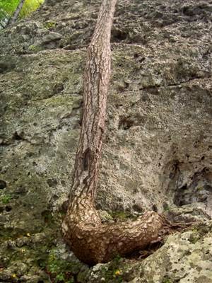 schlangenbaum1