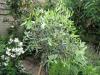 olivenbaum-in-der-aklimationsphase
