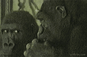 1256043908_gorilla-nose-pick