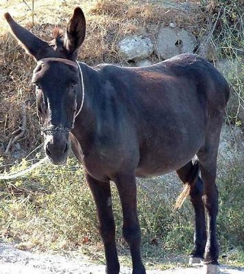 Gabach - Donkey