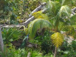 Dschungel-Pfau-im-Hotel
