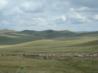 DSC05405-Ulaanbaatar-Kharkhorin-Schafherde-1