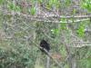 Affe im Baum ziemlich weit weg