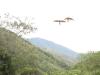 Papageien im Flug