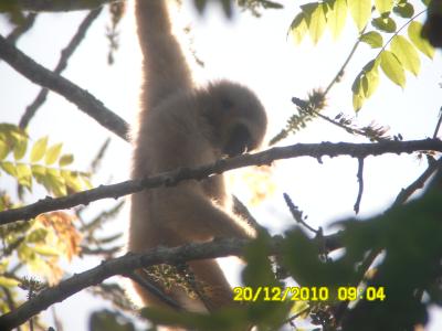 White-Hand-Gibbons