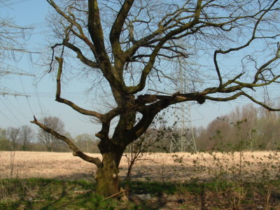 baum