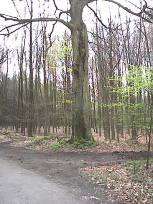 mein-baum3