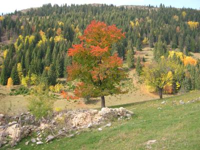Herbst im Rugovagebiet