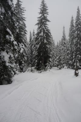 Loipe-Kopaonik