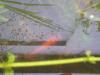 fischi fischi fisch fisch fischi fischi fisch fisch