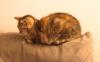 Katze nummer eins Katze nummer eins
