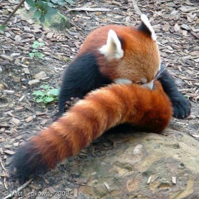 zoo-red-panda-01