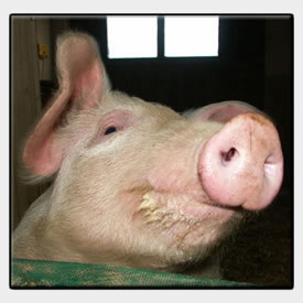 schwein-infos