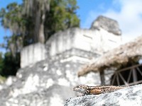 tikal1