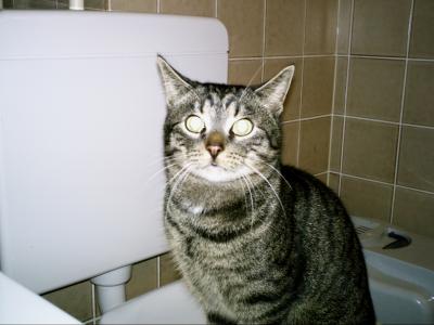 der-Klodeckel-gehoert-mir