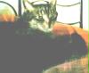 photo009