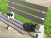 siesta-der-katzen