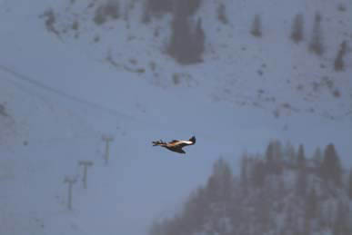 (Copyright: allgaeuer-hochalpen.de) (Copyright: allgaeuer-hochalpen.de)