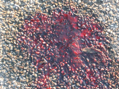 blut