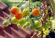 tomaten_190