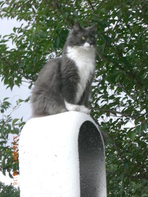 Katze auf dem Grill Katze auf dem Grill