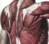 Bourgery_Myologie1