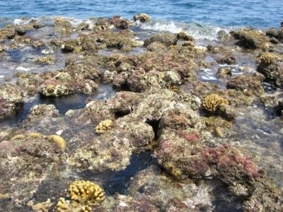 Die Kante des Korallenriffs