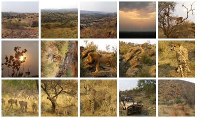 Bilder von Geparten, Leoparden und Löwen Bilder von Geparten, Leoparden und Löwen