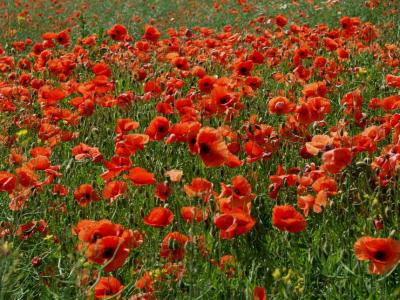 mohn2