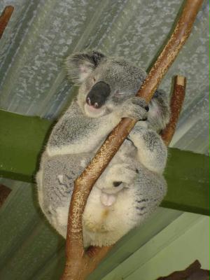 koala3