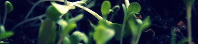 header