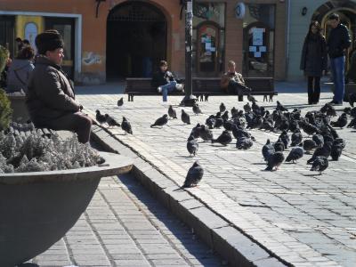 Die Tauben sind allgegenwärtig - ob in Brasov oder in Timisoara